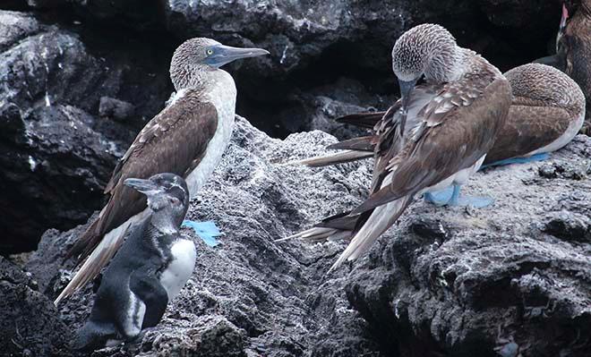Penguins and boobie birds on rocks © Annika Fredriksson